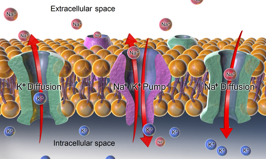 What is Extracellular Fluid and Why is it Important?