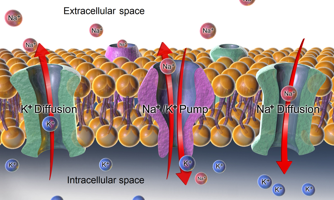 What is Extracellular Fluid and Why is it Important?